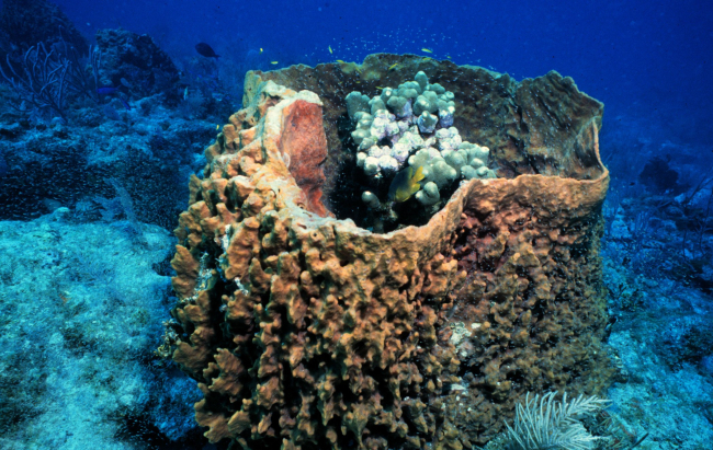 Barrel sponge with finger coral (Porites sp