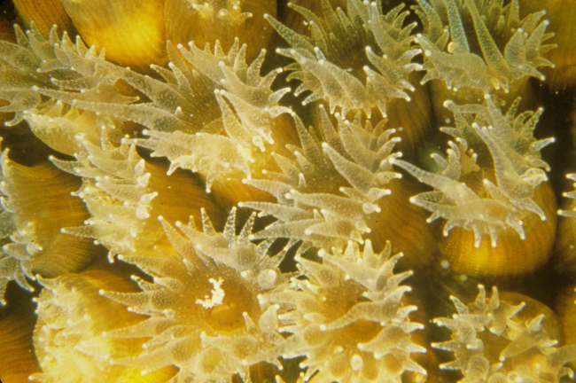 The coral polyps are extended in this closeup view of Montastrea cavernosa,boulder star coral