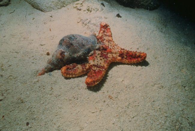 Atlantic triton on a (Bahama) cushion star