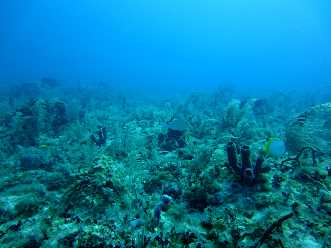Soft corals, algae, fish  ( a doctorfish and butterflyfish), and sponges ina highly diverse reef scene