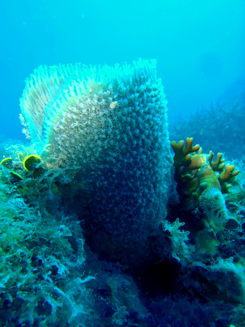 Algae, a large sponge, fire coral, and christmas tree worms