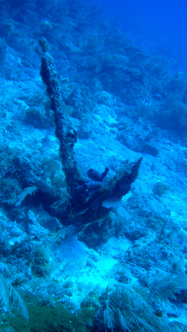 Either an old anchor covered with algae, sponges, and corals or a very gooddead coral imitating an anchor