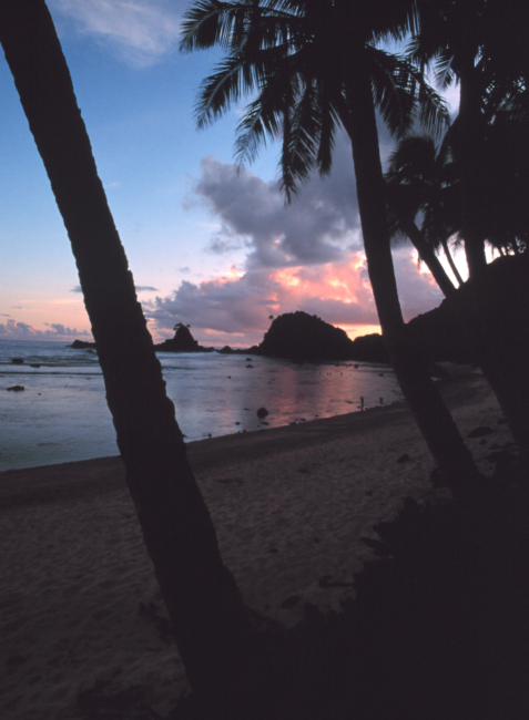 Sunset through the palm trees along the shores of American Samoa