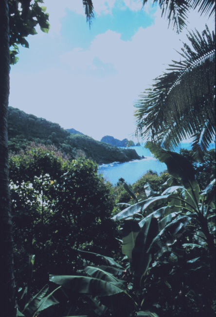 View through coastal vegetation of the shore of American Samoa