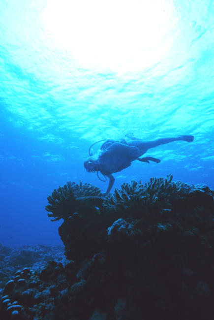 A diver enjoying the wonders of the coral reef at Fagatele Bay
