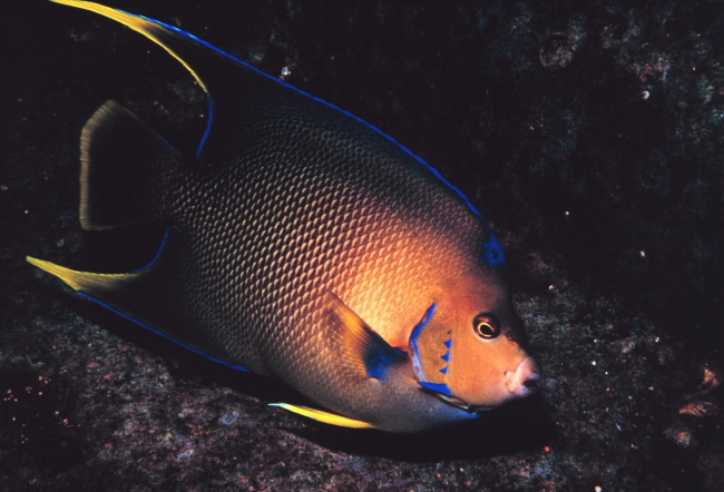 A Townsend Angelfish