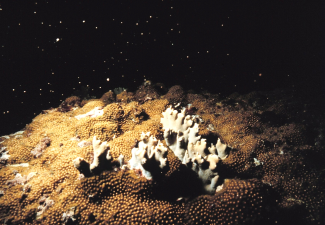 Star Coral spawning sequence