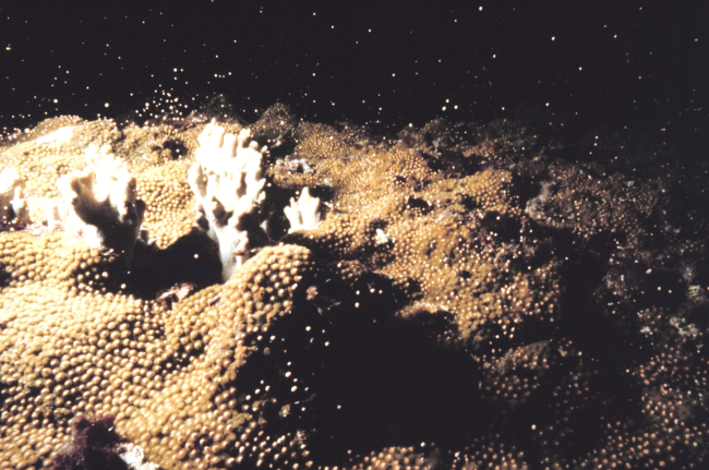 Star Coral spawning sequence