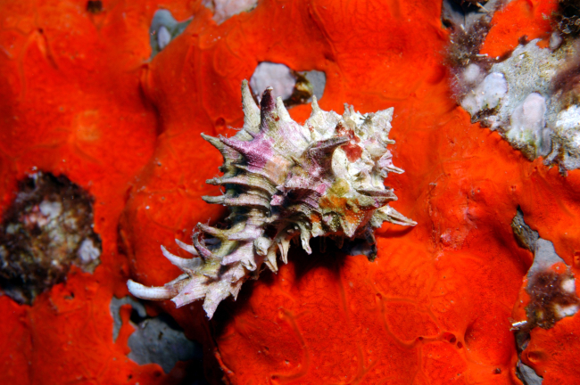 This murex, a type of marine snail, is sitting atop a bright red sponge atStetson Bank