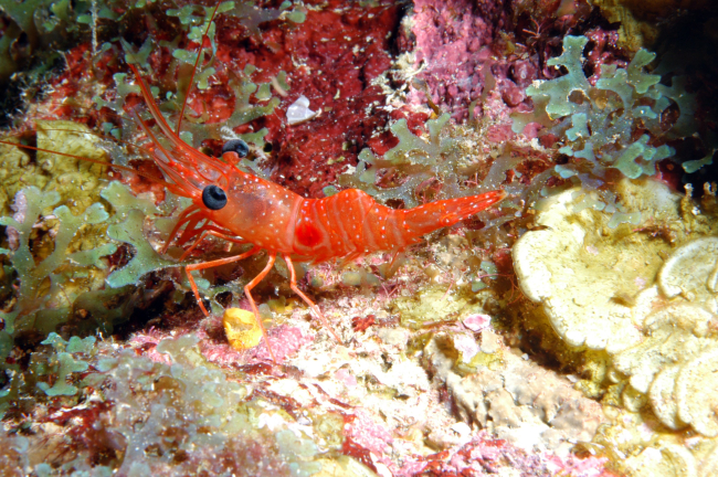 A red night shrimp (Cinetorhynehus manningi) perched on the reef