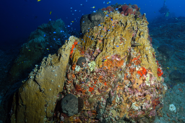 Fire coral (Millepora alcicornis) covers a rocky pinnacle at Stetson Bank