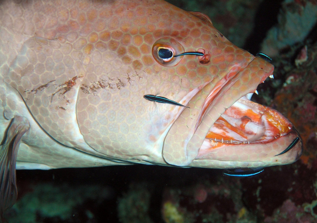 A tiger grouper (Mycteroperca tigris) pauses at a fish cleaning station so small neon gobies (Gobiosoma oceanops) can remove parasites, dead skin, etc