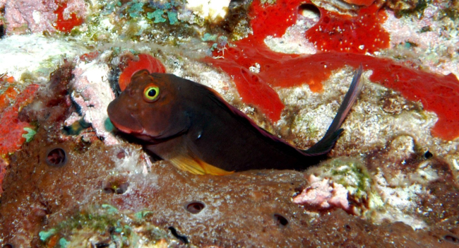 Redlip blenny (Ophioblennius atlanticus) often perch on their pelvic fins on top of coral heads