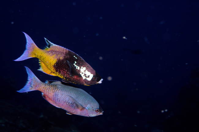 Creole wrasse