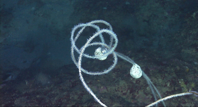 Wire coral (Stichopathes leutkeni), a black coral, with two curled up basketstars attached in the deep water environment in the vicinity of Flower GardenBanks