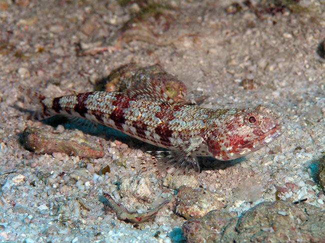 Lizardfish  (Synodus variegatus) in a typical attitude on the bottom