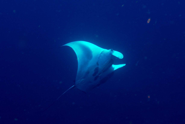 Manta seen in the water column as ascending to surface