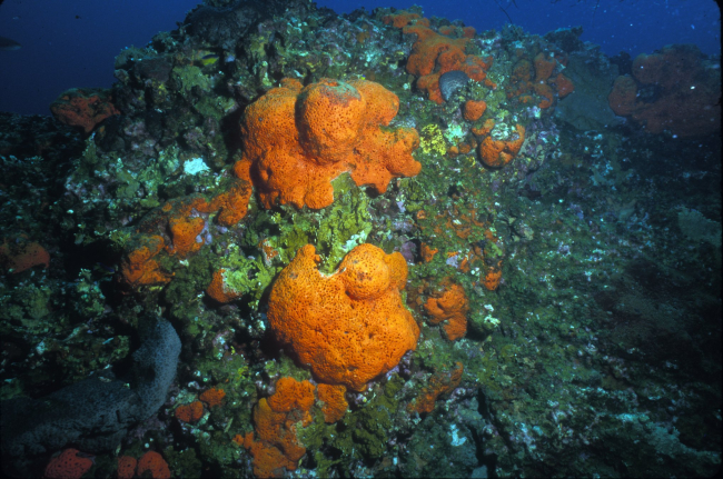 Algal sponge habitat at Sonnier Bank