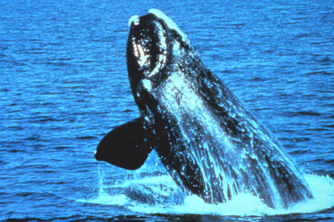 Northern Right Whale - Eubalaena glacialis