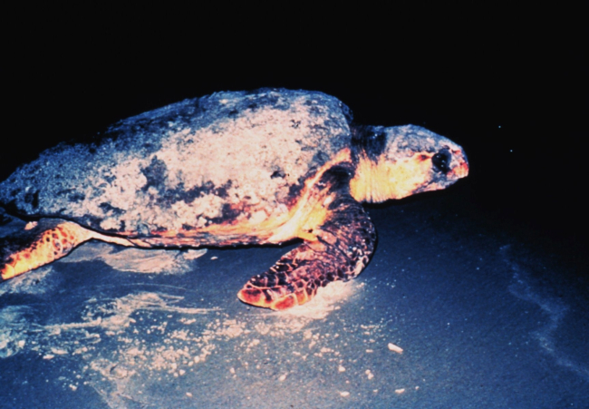 A Loggerhead Sea Turtle