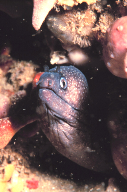 A Reticulated Moray Eel