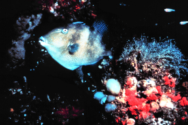 A Gray Triggerfish