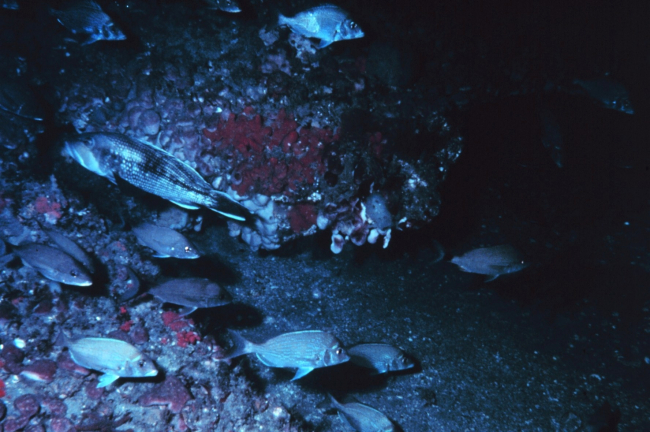 Scup and Black Sea Bass hovering around a reef ledge