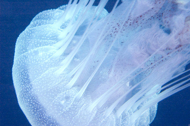 The sea nettle (Chrysaora quinquecirrha) closeup