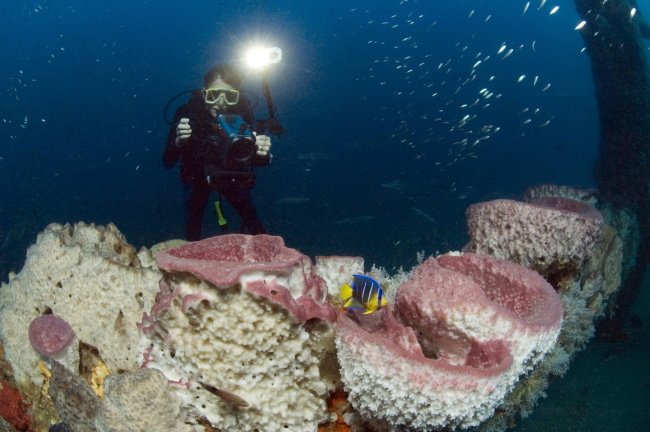 Diver conducting video survey with large sponges and juvenile queenangelfish
