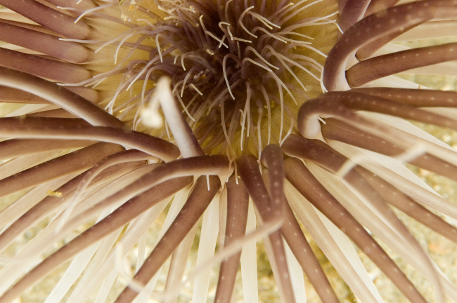 Sea anemone (Ceriantheopsis americanus) closeup at Gray's Reef
