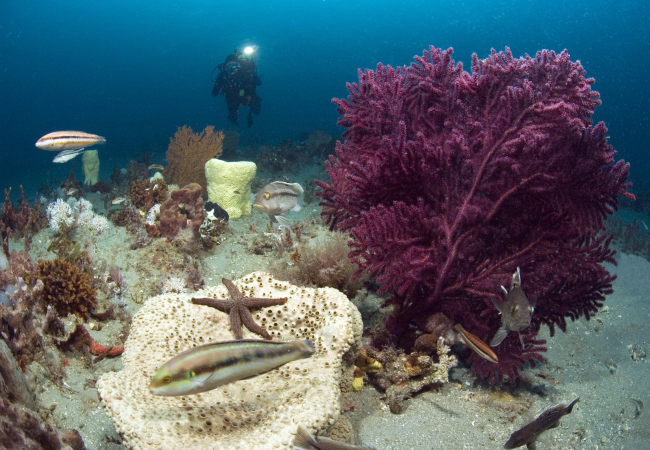 A diver in Gray's Reef National Marine Sanctuary films the amazingly diversescene of fish, corals, sponges, and other biota below