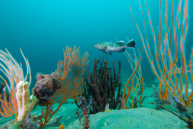 A black seabass swims over sponges and corals
