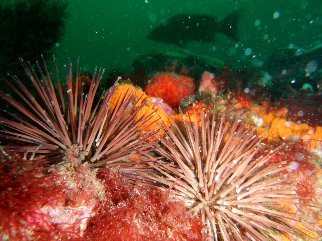 Sea urchins - Echinometra lucunter