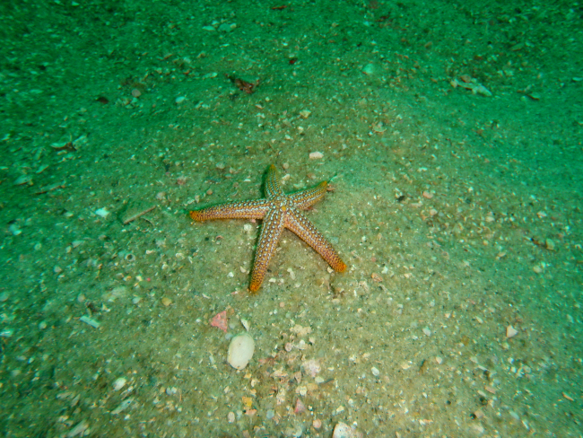 Sea Star - Echinaster spinulosus