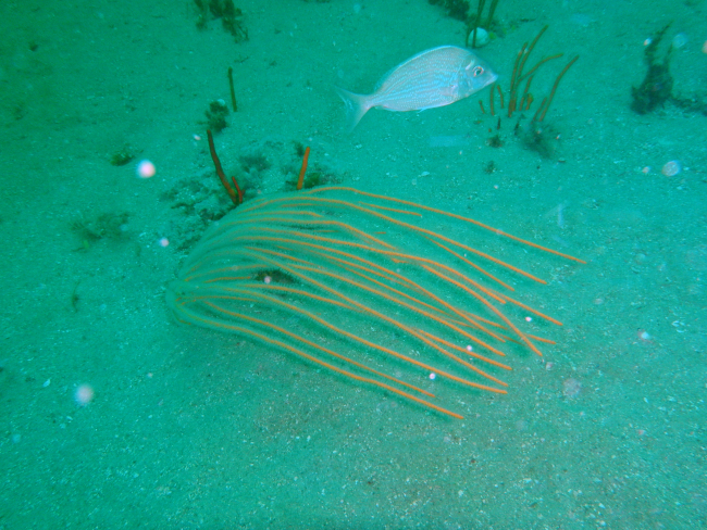 Gorgonian coral - Leptogorgia virgulata - and a pigfish - Orthopristischrysoptera