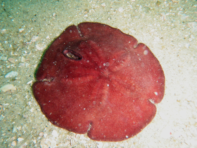Sand dollars are really flat sea urchins