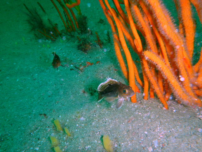 A small black sea bass next to a Leptogorgia virgulata coral