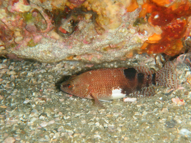 Fish (unidentified) under ledge