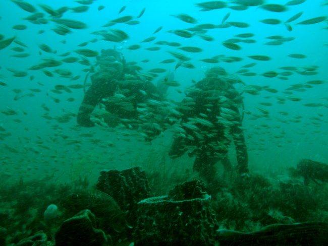 Divers encountering a school of small fish