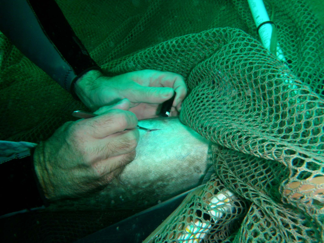 Scientist implanting tracking device in grouper