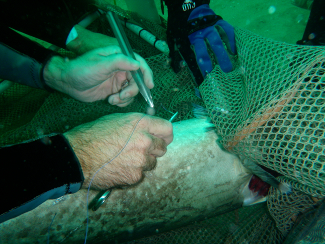 Scientist implanting tracking device in grouper