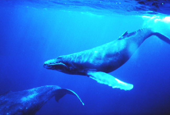 Humpback whales in the singing position