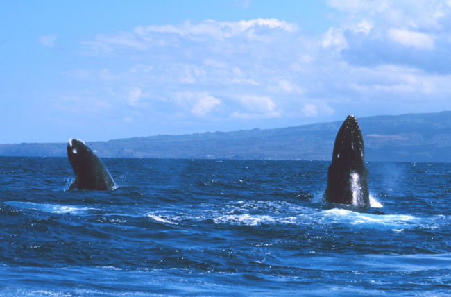 Humpback whale spy-hopping