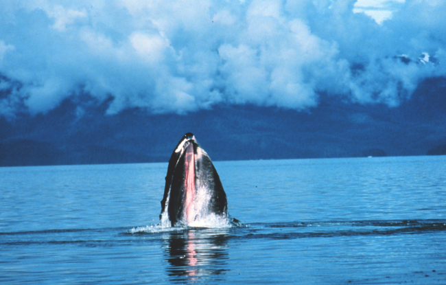 Humpback whale spy-hopping