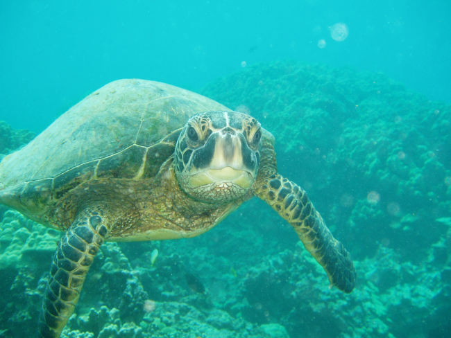 A green sea turtle swimming toward the photographer
