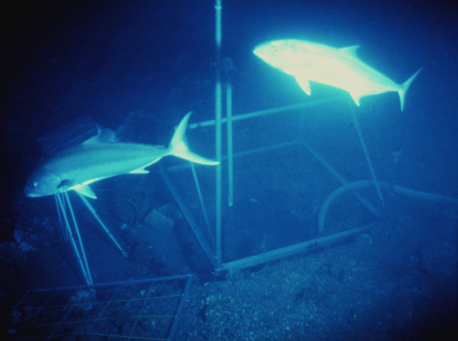 Amberjack within a camera grid frame on the deck of the U