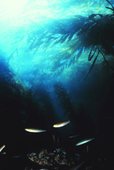 Senorita Fish -- Oxyjulis californica -- in a giant kelp forest