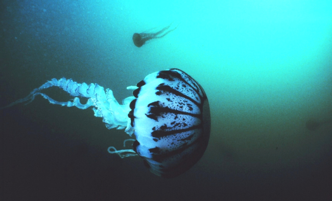 A purple striped jellyfish -- Pelagia panopyra - possesses very potent stingers