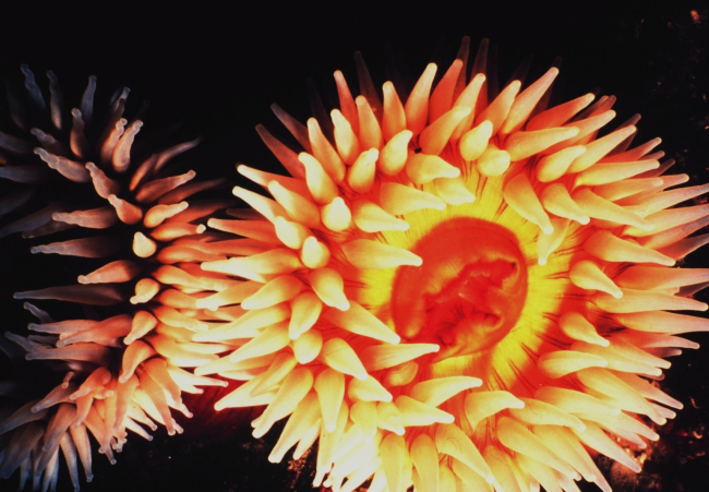 Urticina (formerly Tealia) piscivora - a fish-eating anemone