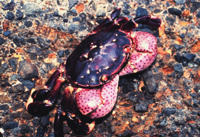 Purple shoreline crab